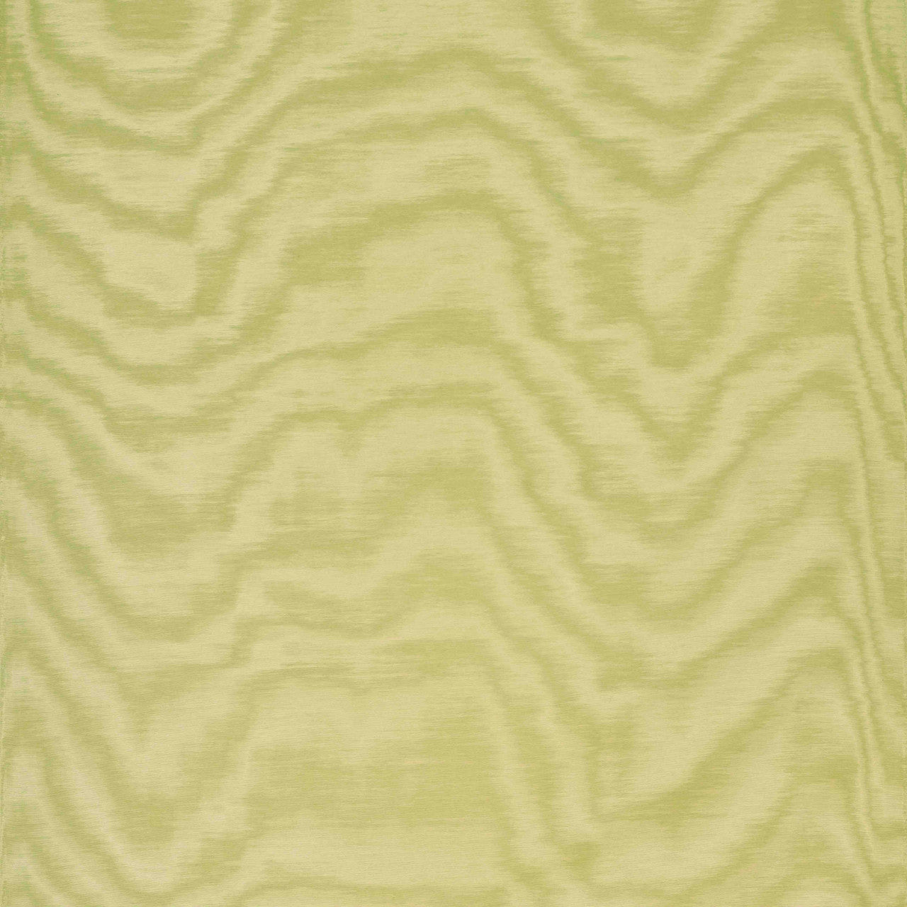 Carta da parati Amoir Fou Wall Anice Dedar