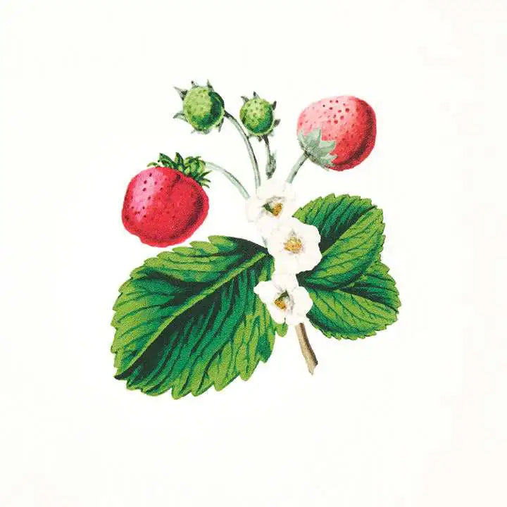 Schumacher Carta da Parati Strawberry Hill Deco Interni