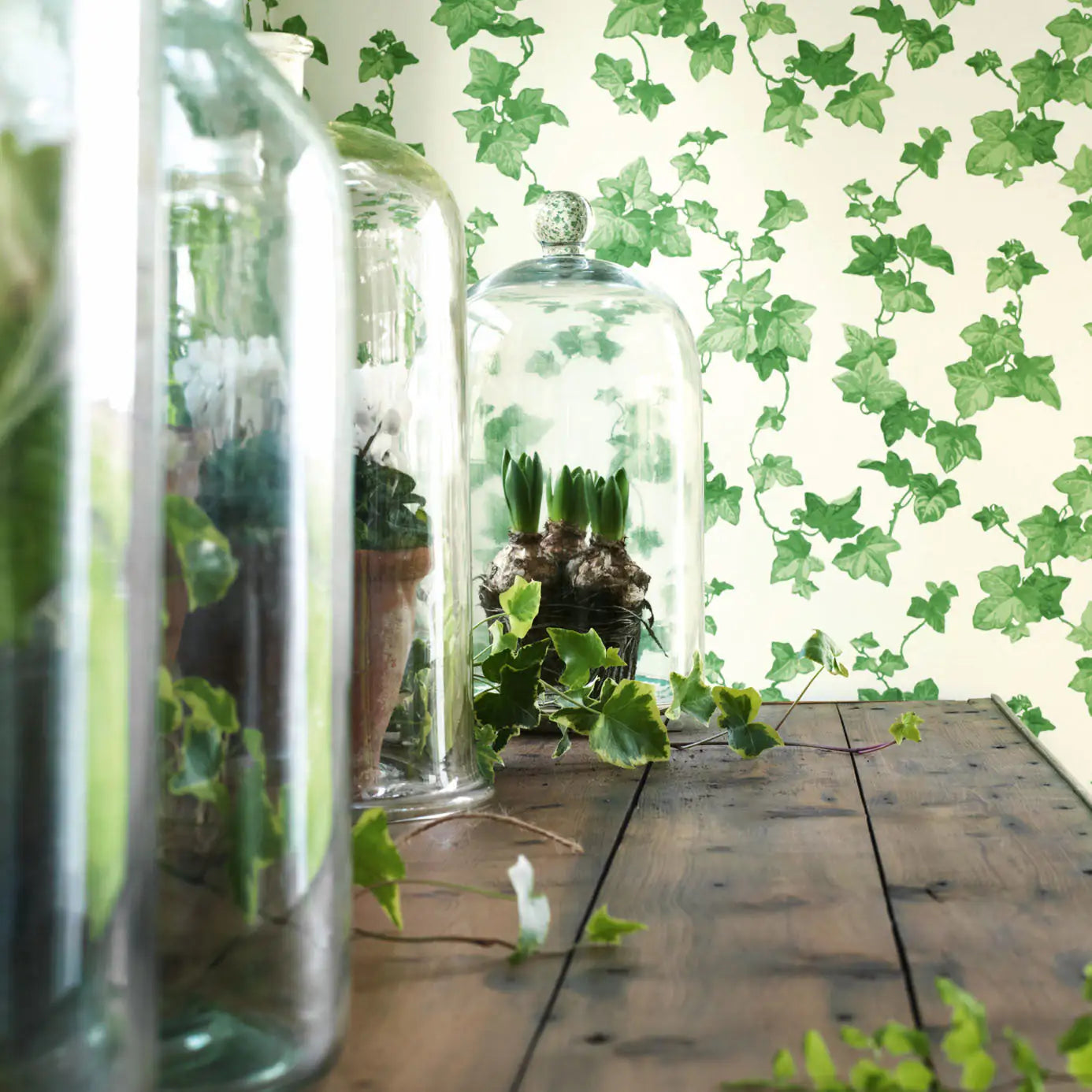 Hedera