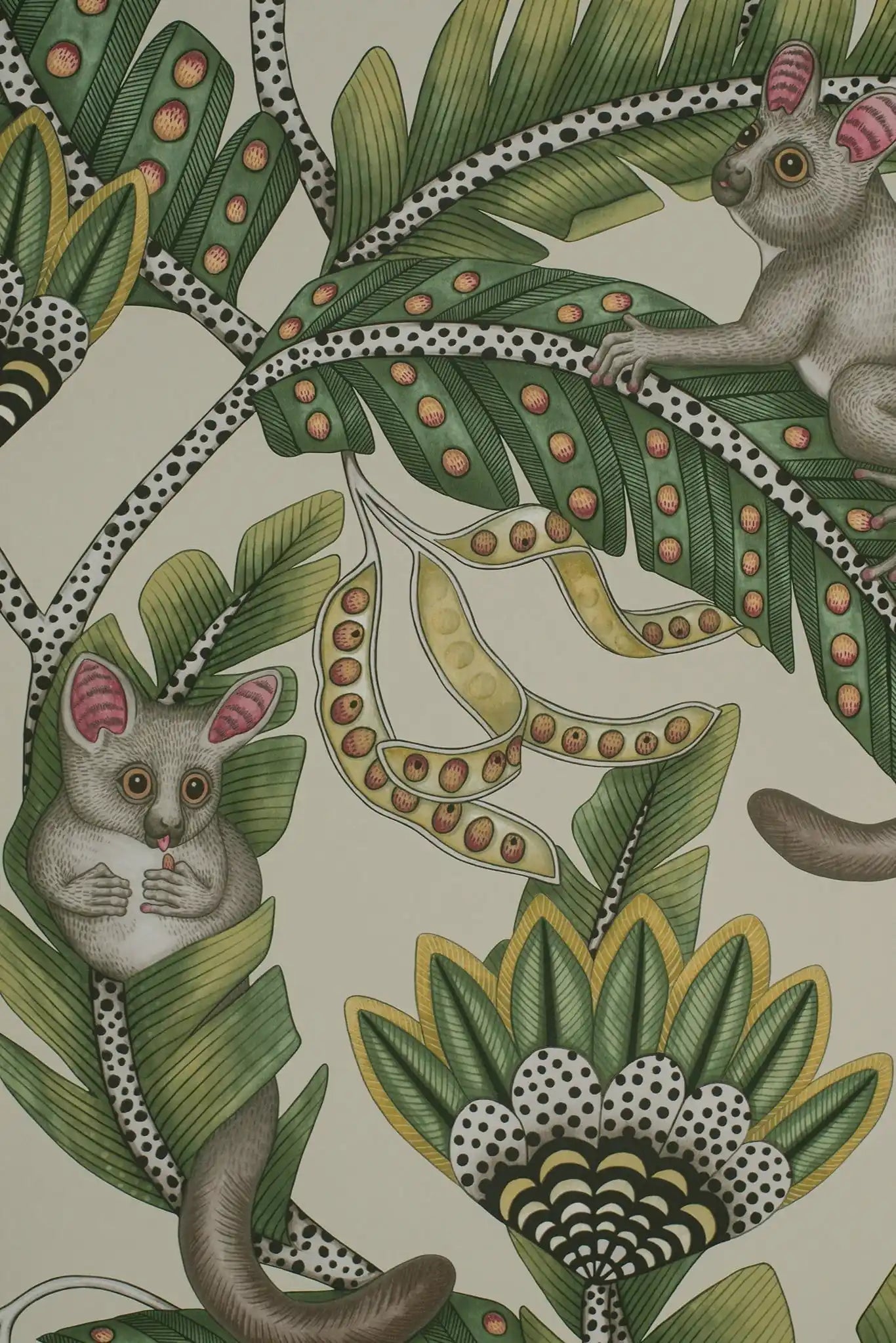 Carta da parati Bush baby Bianco Cole & Son