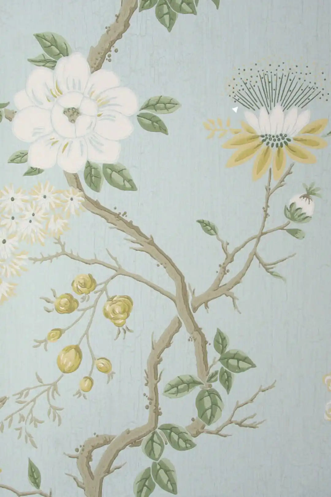 Carta da parati Camellia~Camellia Japonica Carta da zucchero Cole & Son