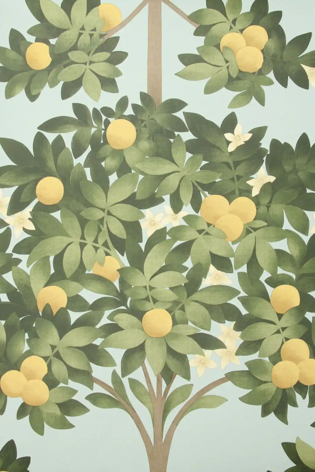 Carta da parati Orange Blossom Carta da zucchero Cole & Son