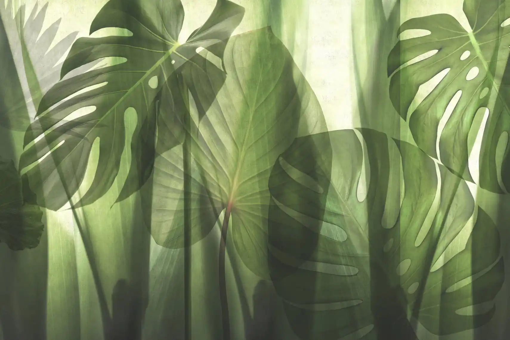 equatorial jungle