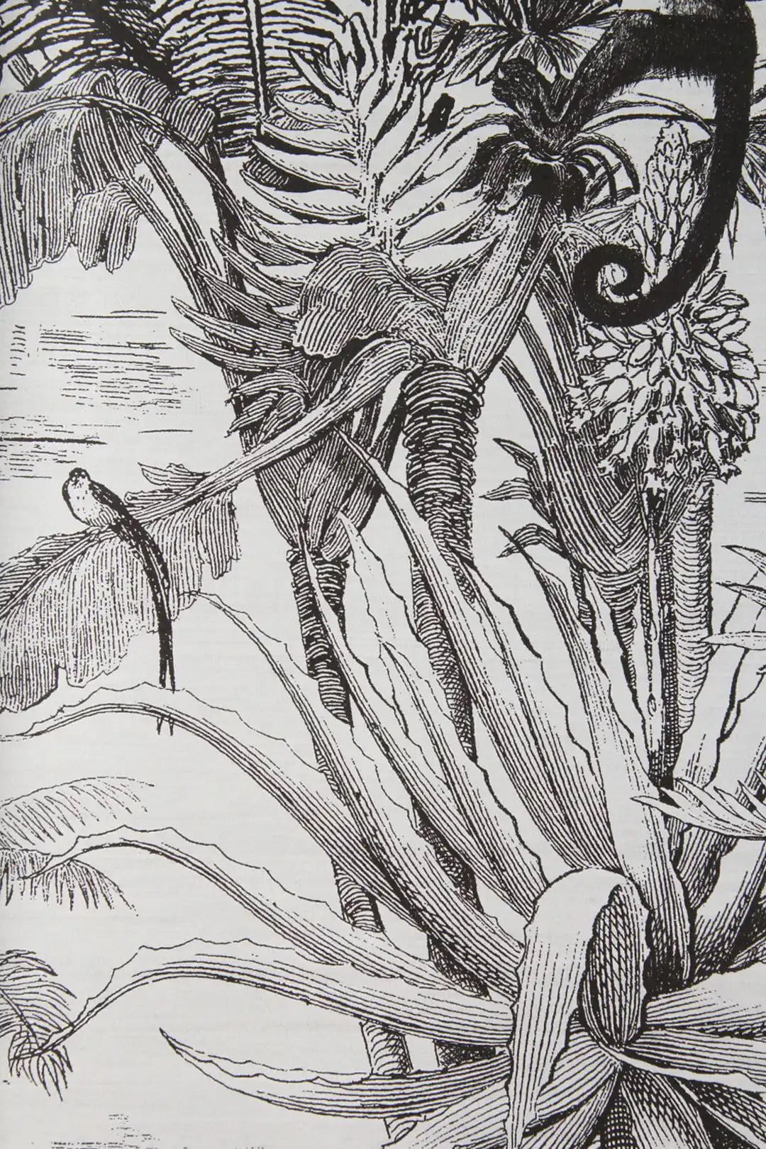 salvator
