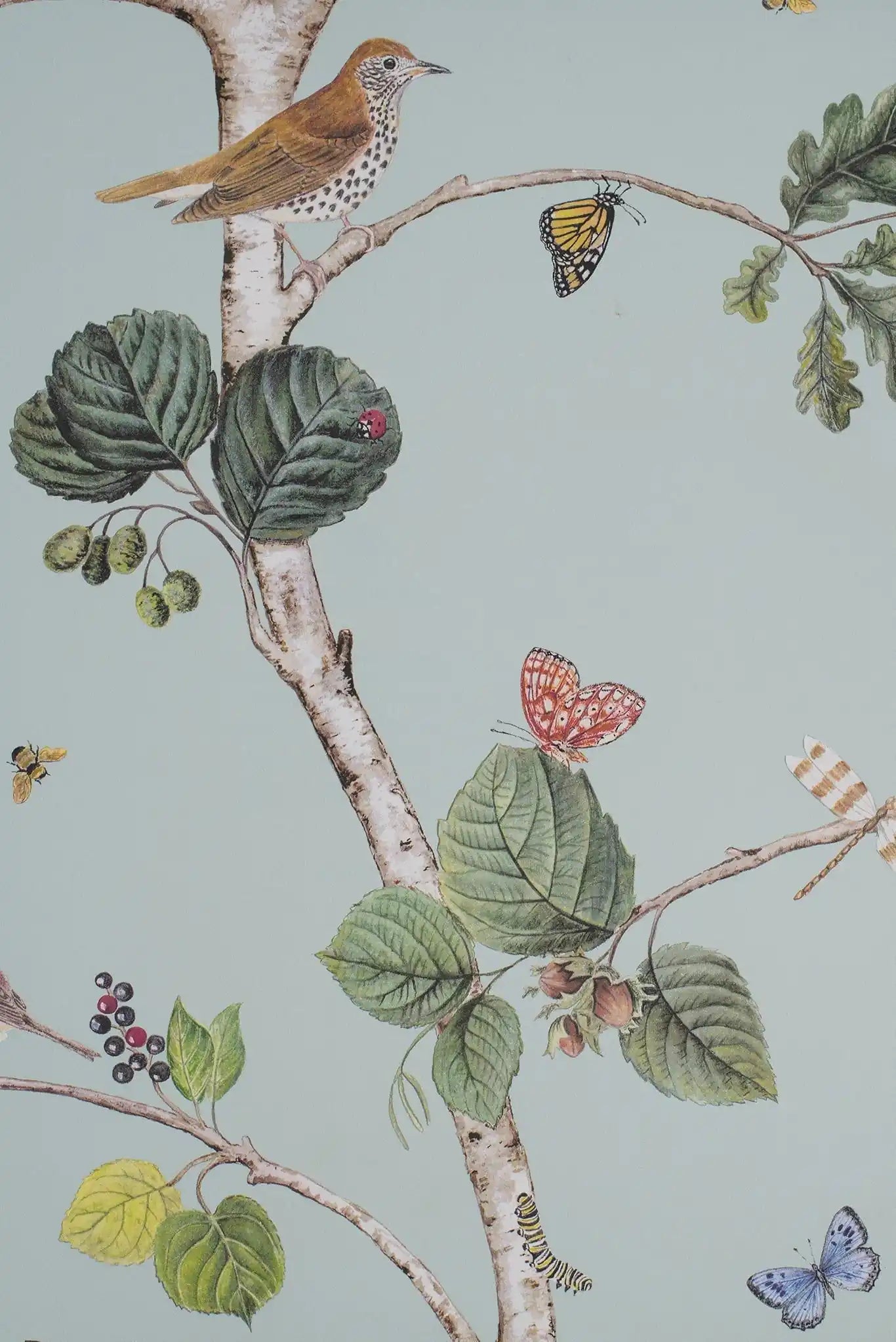 woodland chorus cielo