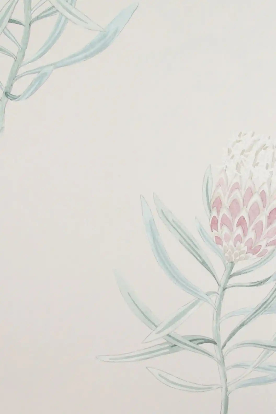 protea flower