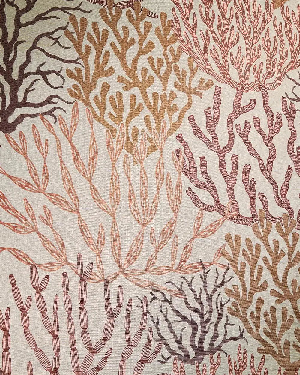 Acropora