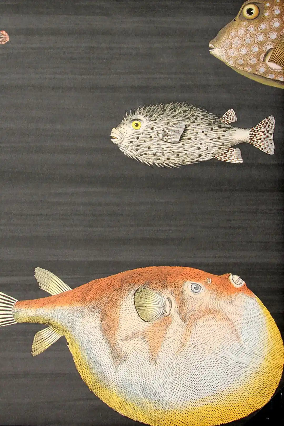Carta da parati Fornasetti - Acquario Nero Cole & Son