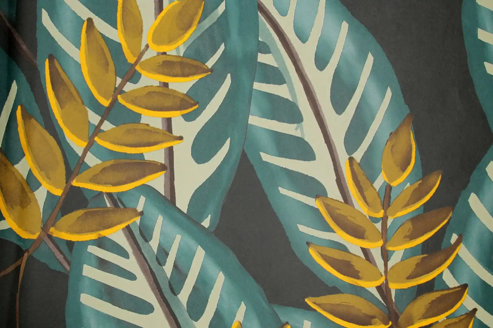 alocasia