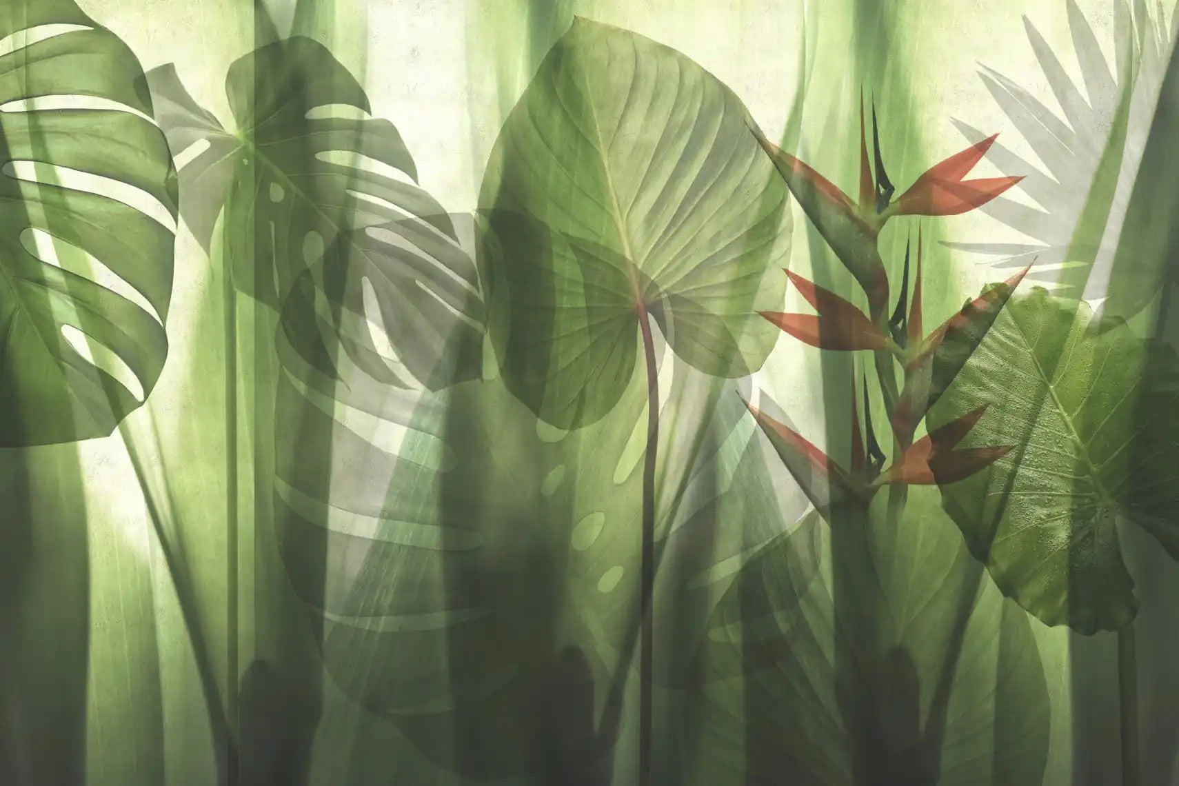 equatorial jungle tropical