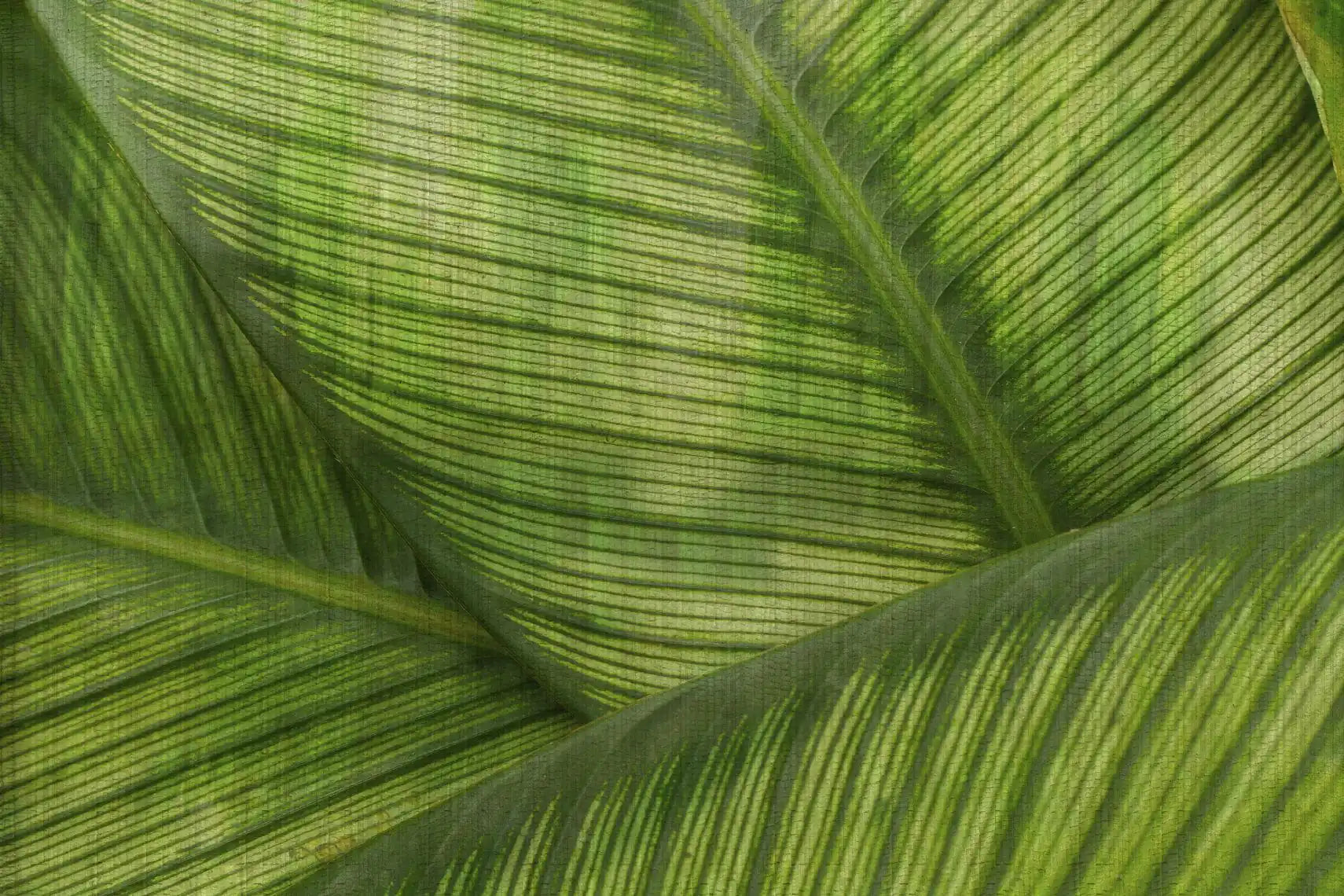 leaf verde