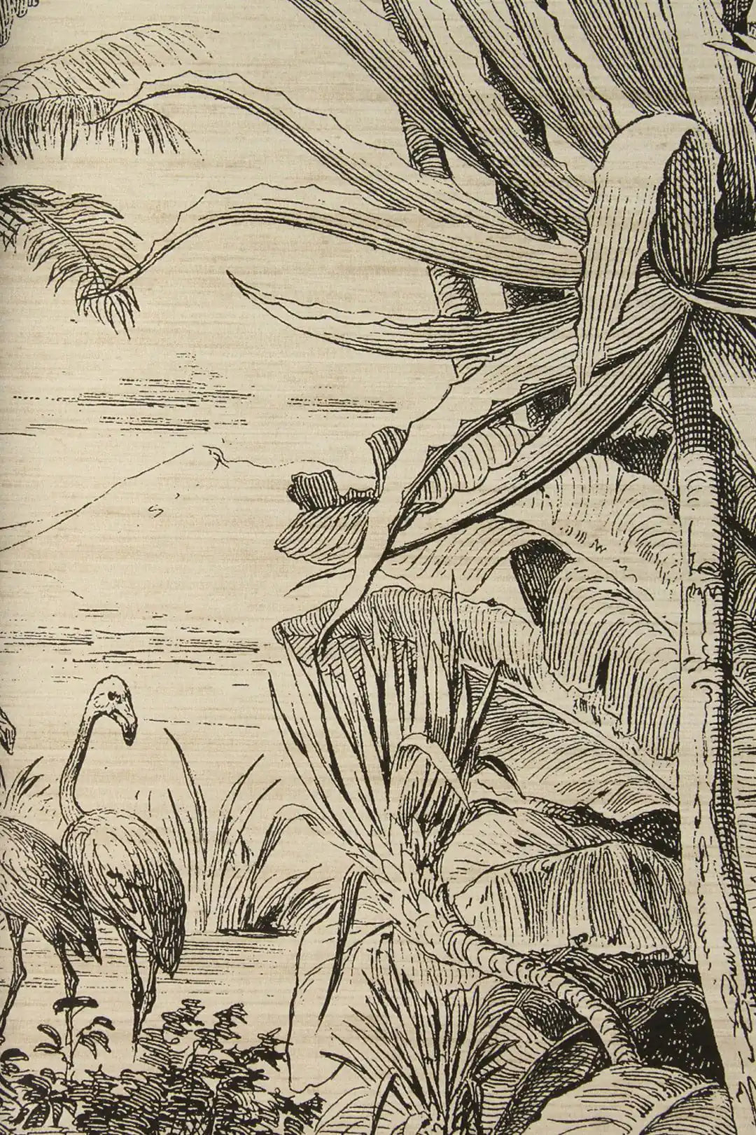 salvator