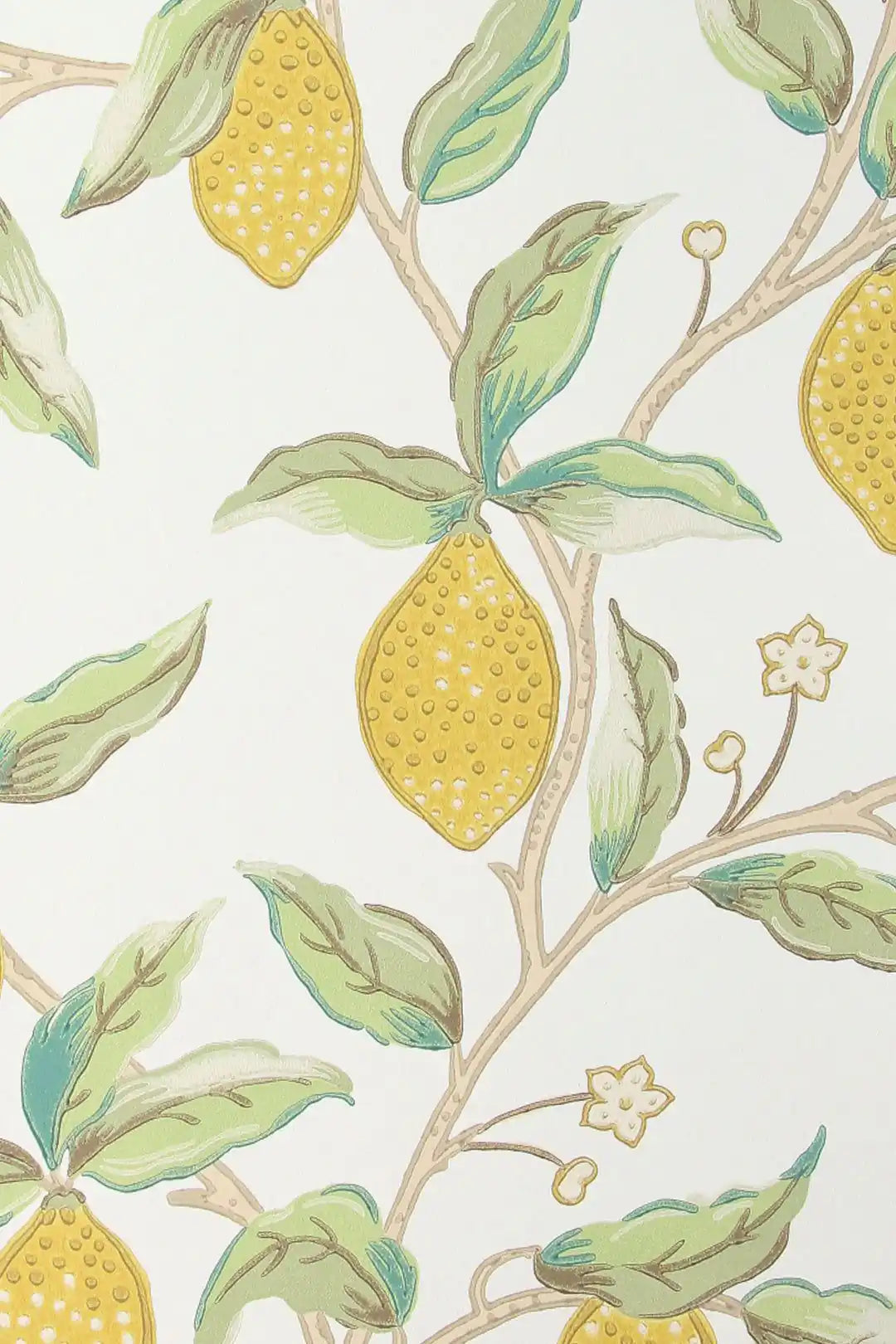 lemon tree bay leaf