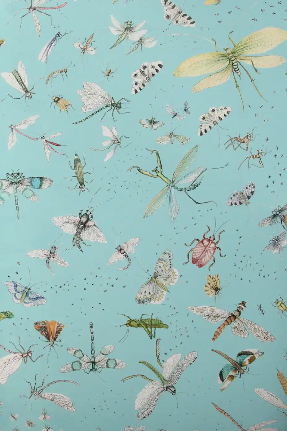 la serre aux papillon
